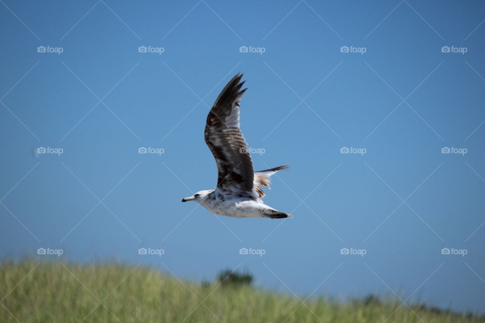 Gull in flight