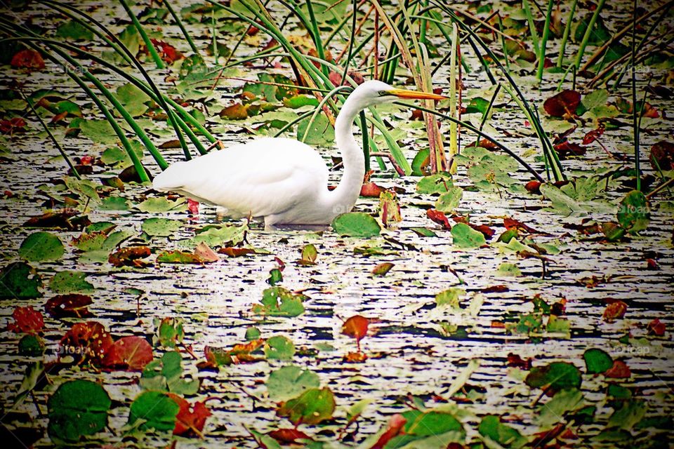 Egret on the hunt