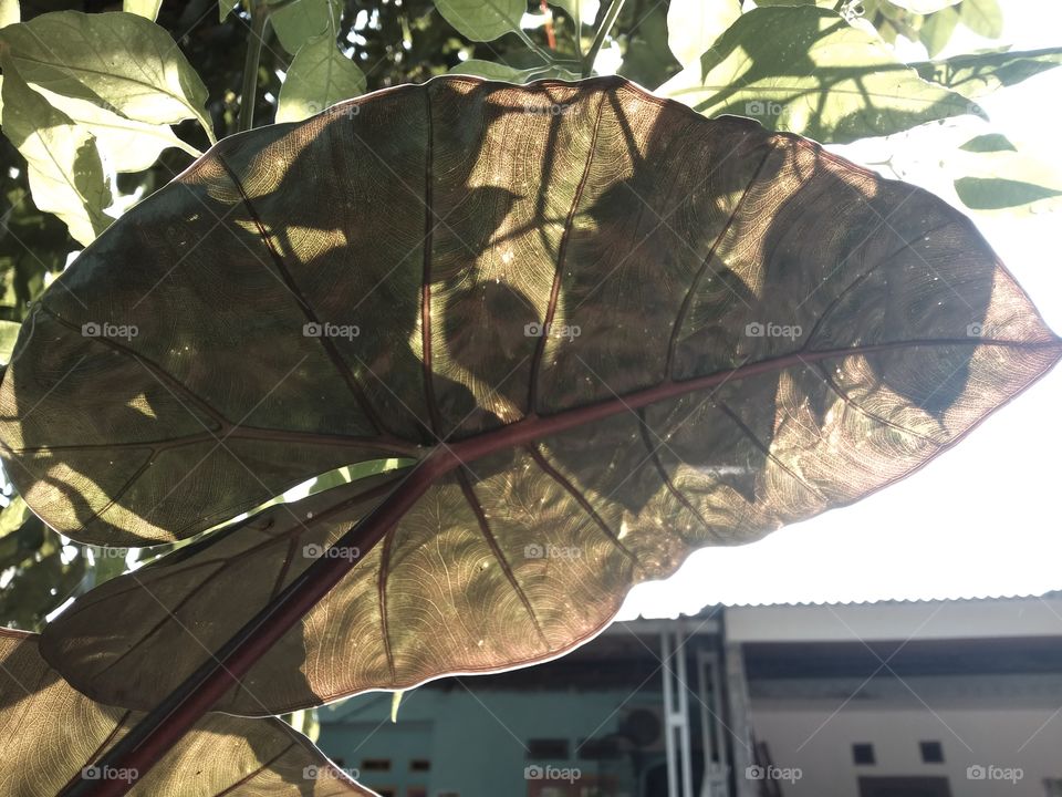 leaves shadow on ornamental taro tree