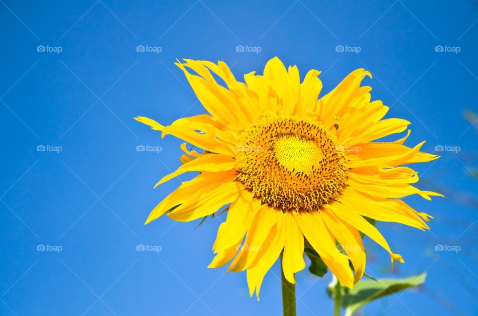 Sun flower with blue skyl