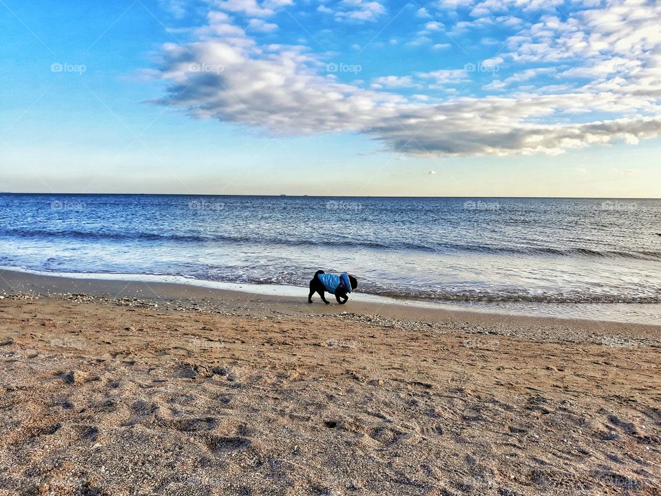 pug on the beach, sea, sky