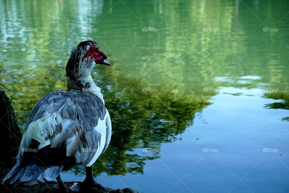 Duck#bird#animal#lake#wild#water#pose