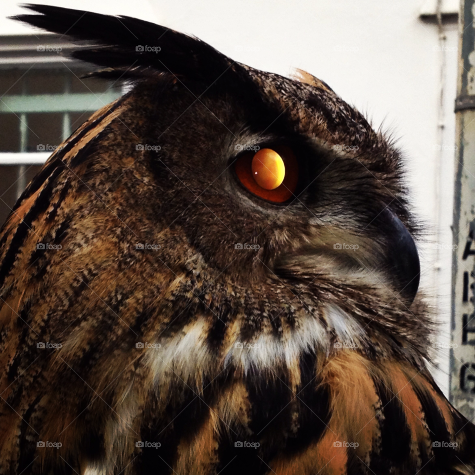 bird owl prey tweet by hollyheart