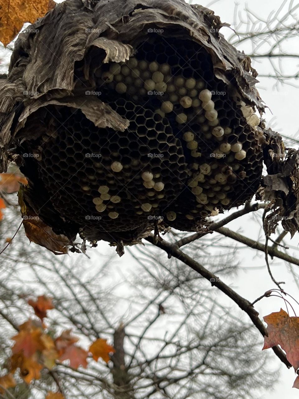 Wasp nest 