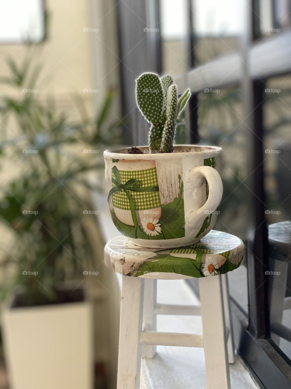 Cactus,nopal en taza 