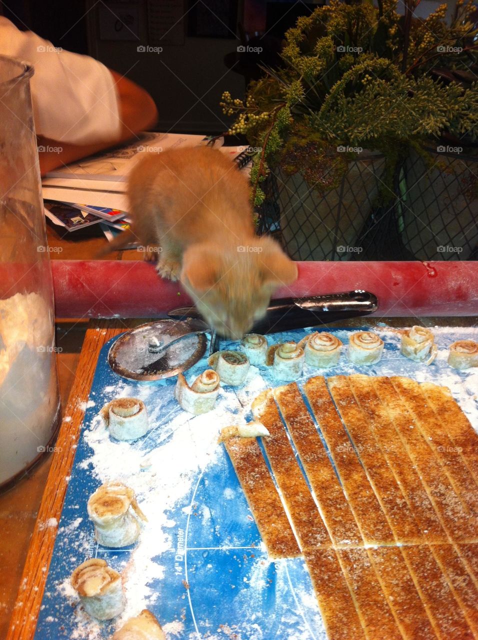 Kitten making cookies