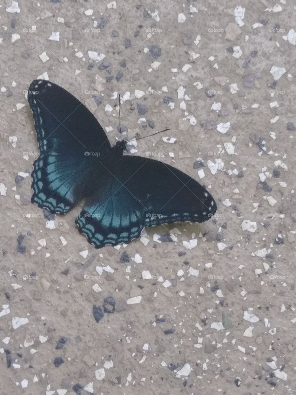 pretty blue butterfly