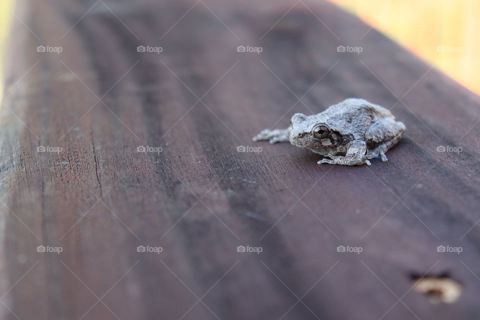 small frog on the deck
