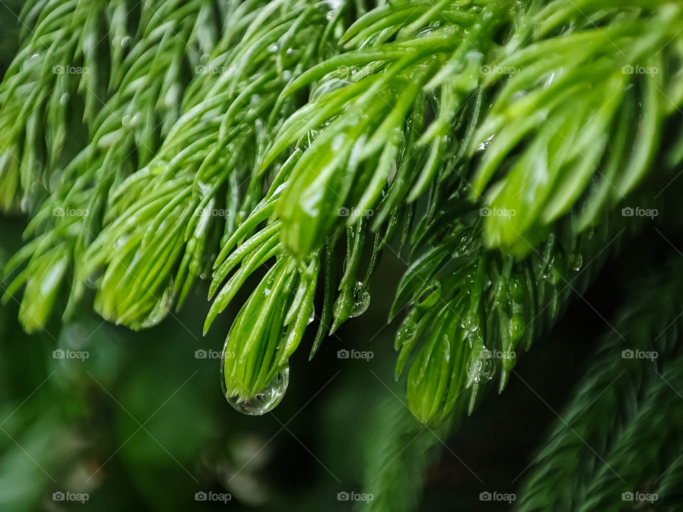 close up green leaves with water