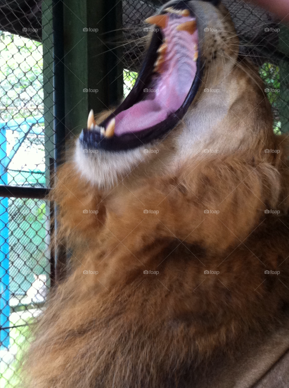 Lion roar