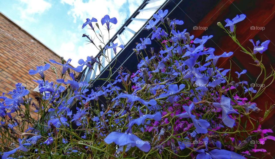Looking up to a basket of flowers