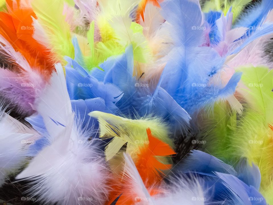 Easter feathers in different colors.