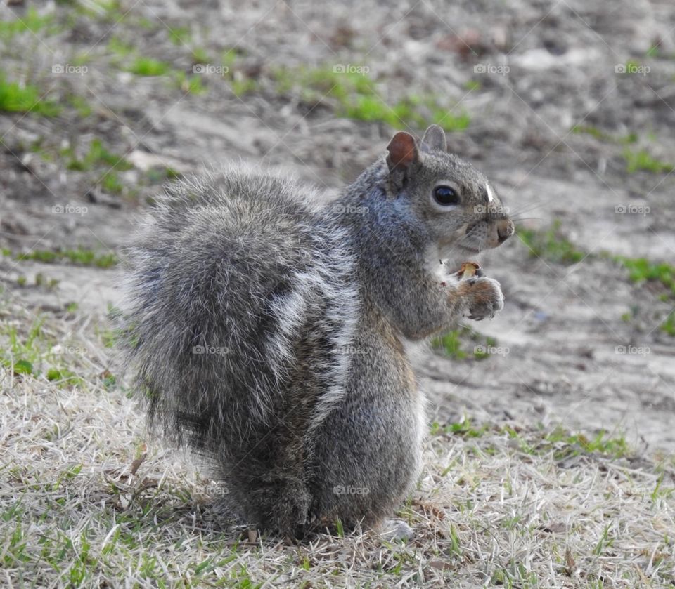 Hungry Squirrel 