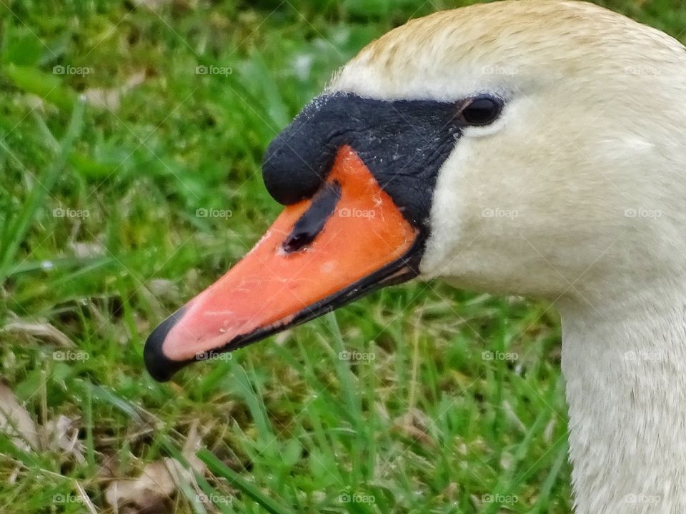 Swan headshot