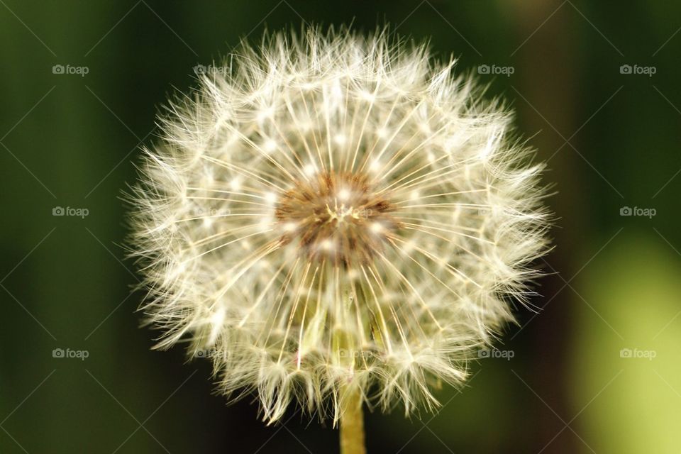 White flower in close up