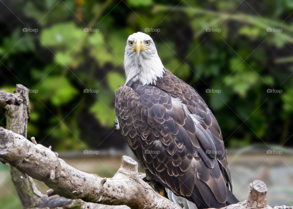 Bald eagle perched