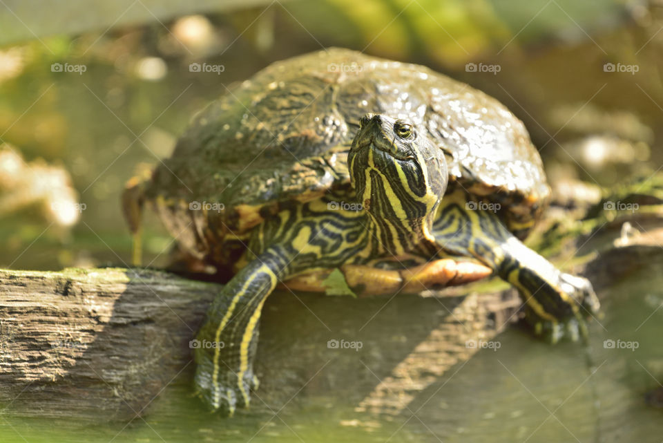 Red Eared Slider