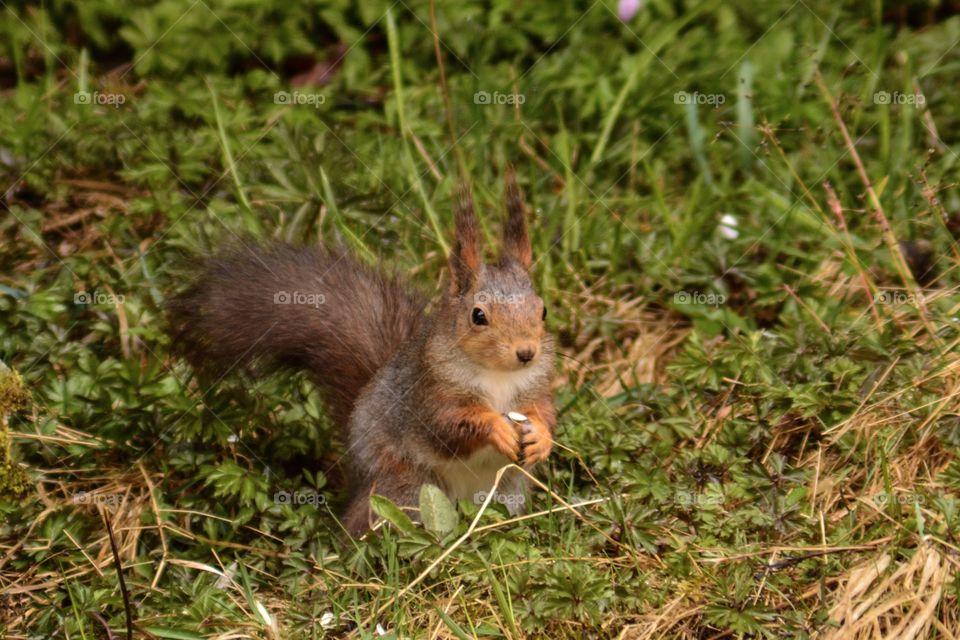 Squirrel on green grass