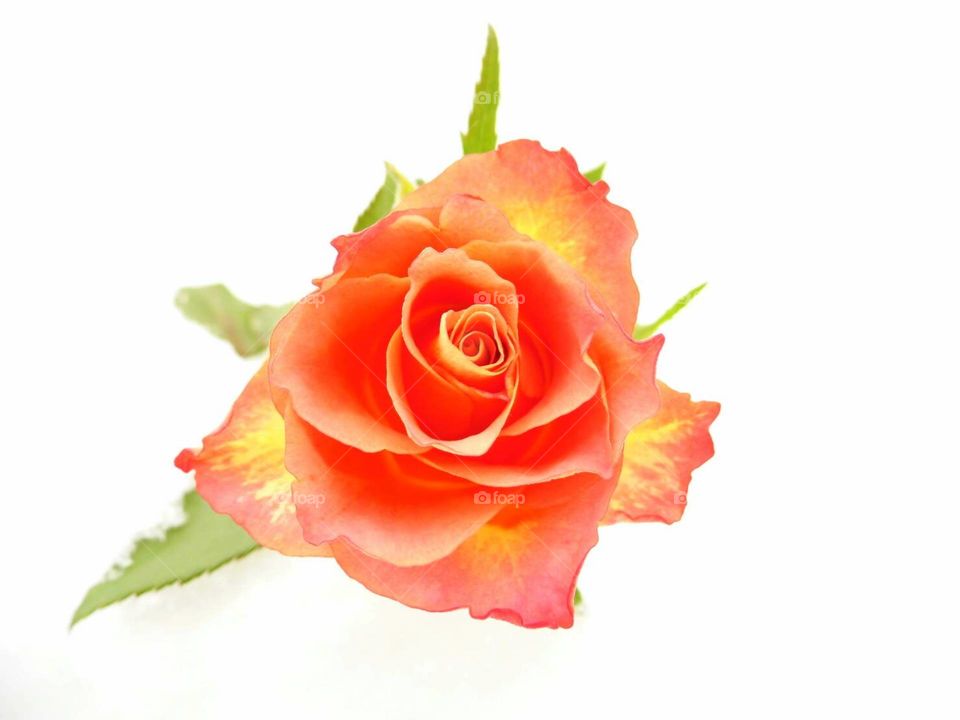 🌹 on snow and happy vs