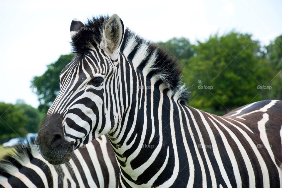 animal zoo wild zebra by jbdc