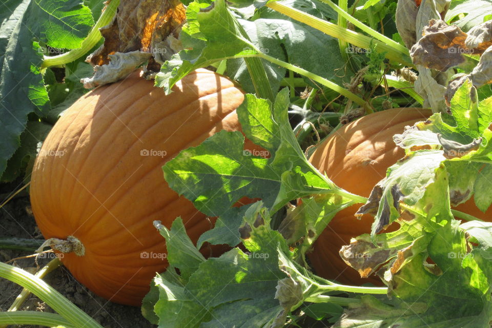 Field of pumpkins