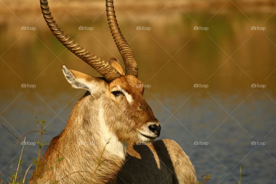 Wildlife, Mammal, Antelope, No Person, Nature