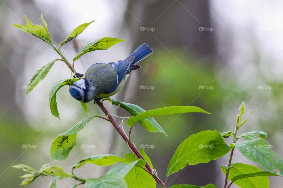 Bluetit eating insects under a leaf, cleaning the leaves!