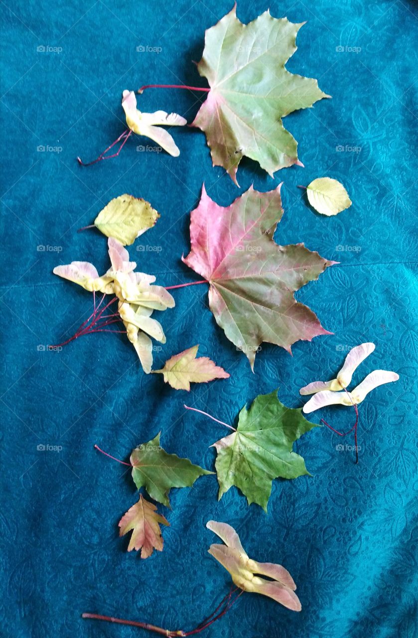 Листья осени