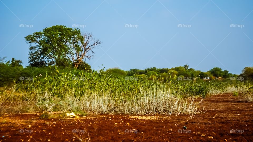 grass nature 