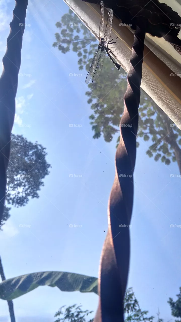 window