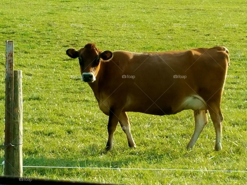 While driving the back roads we love seeing the small farms with the old buildings and the livestock.  It reminds me when I was young.