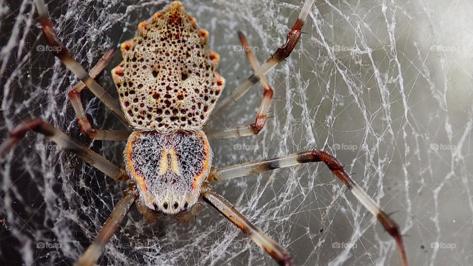 Ornamental tree trunk spider with round holes patterns