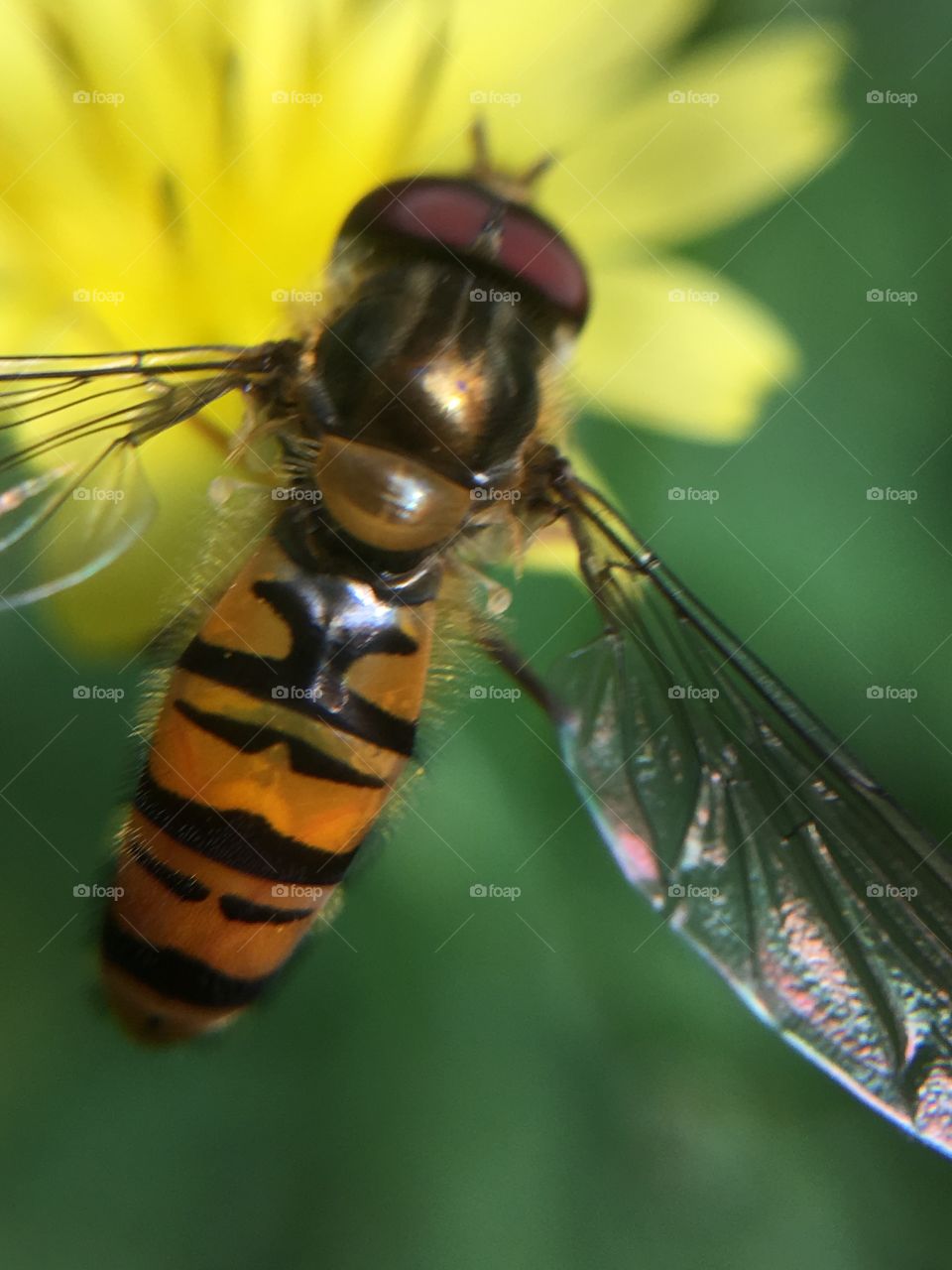 Closeup of hummingbird-like insect