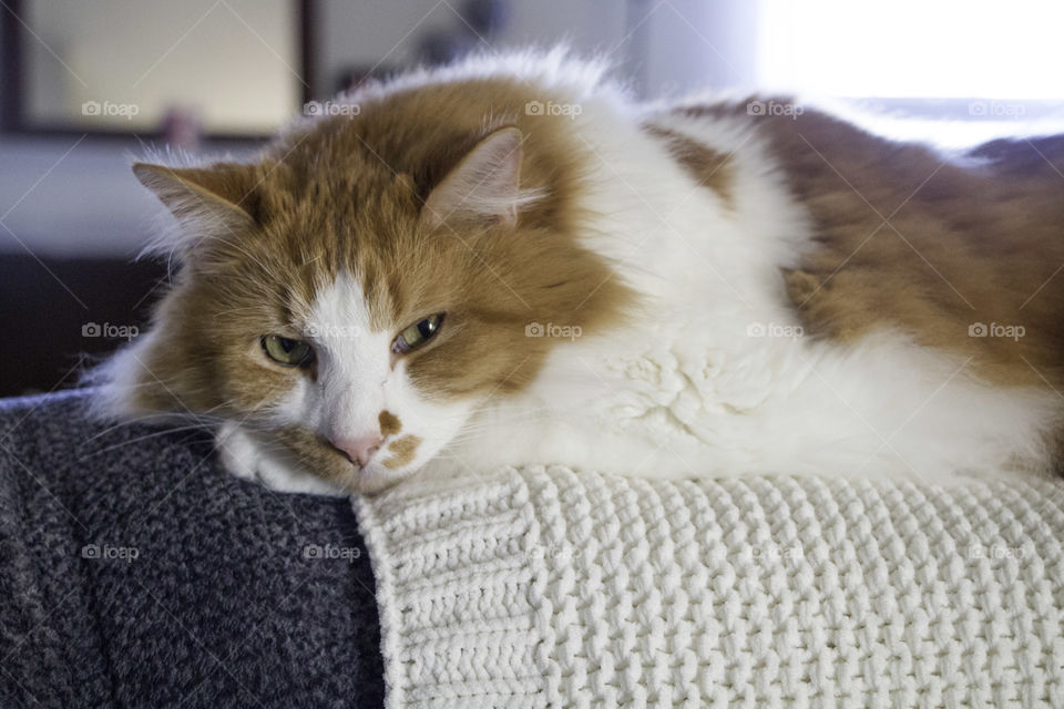 Orange & White cat looking at camera