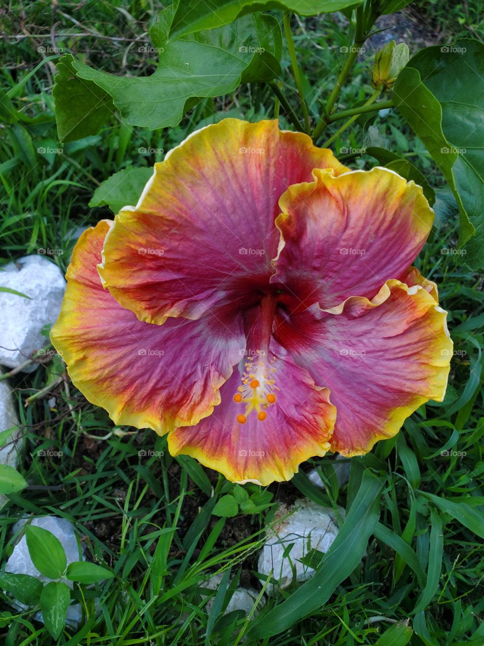 exotic hibiscus