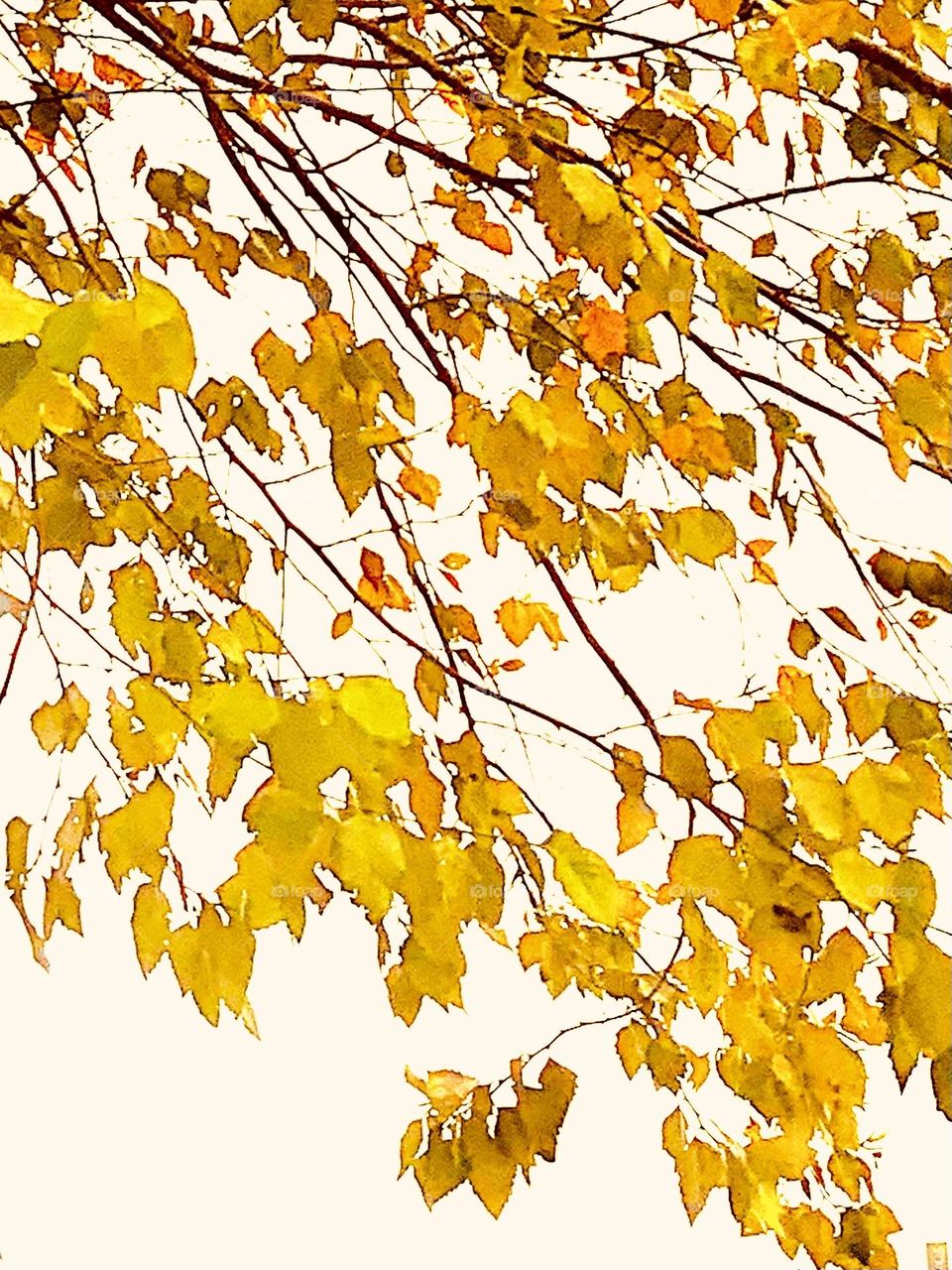 Leaves of yellow 