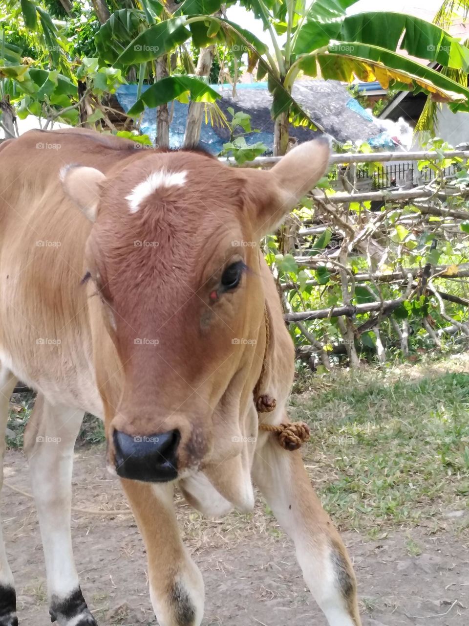 Cow