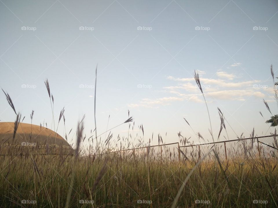 grassland natural beauty 
📸 Muneeb bhat