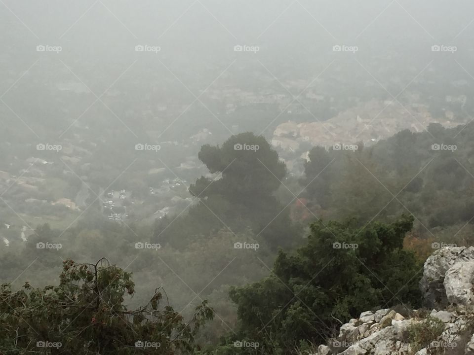 funny tree that brings a funny face