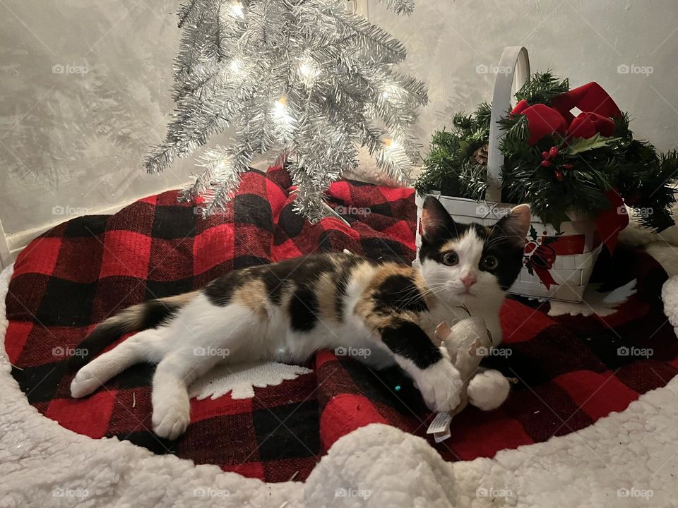 Christmas Kitten 