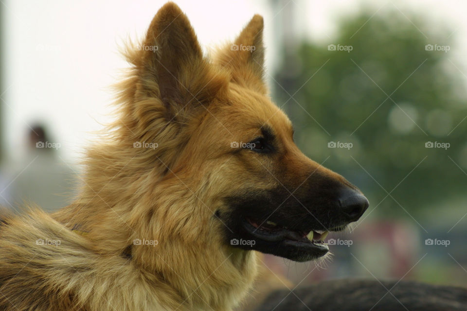 Gsd German Shepherd Dog Side Profile