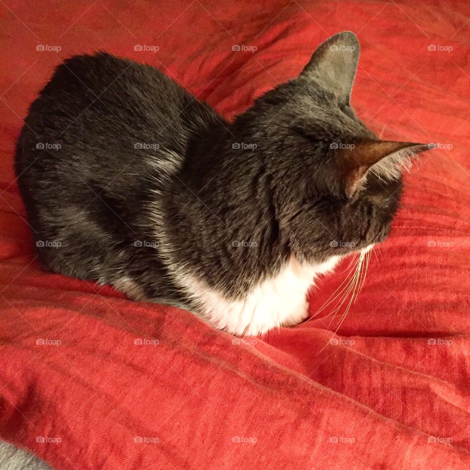 Cat on blanket 