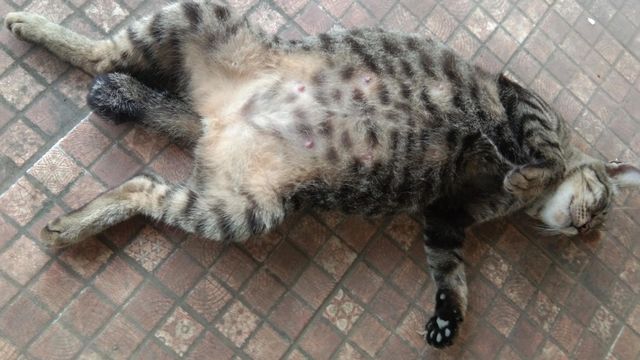 sleeping cat