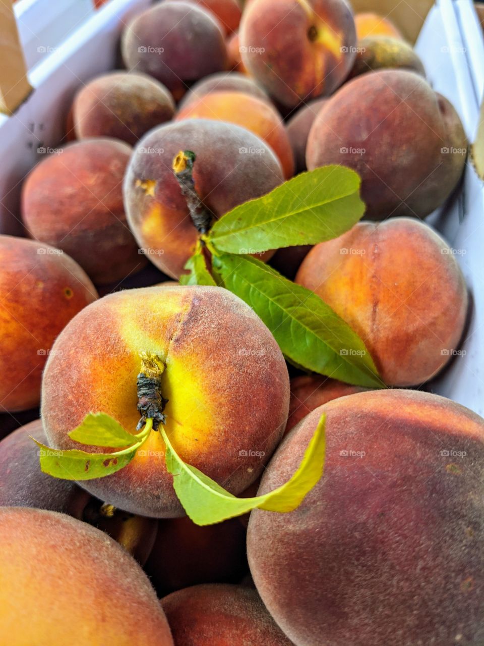 fresh peaches