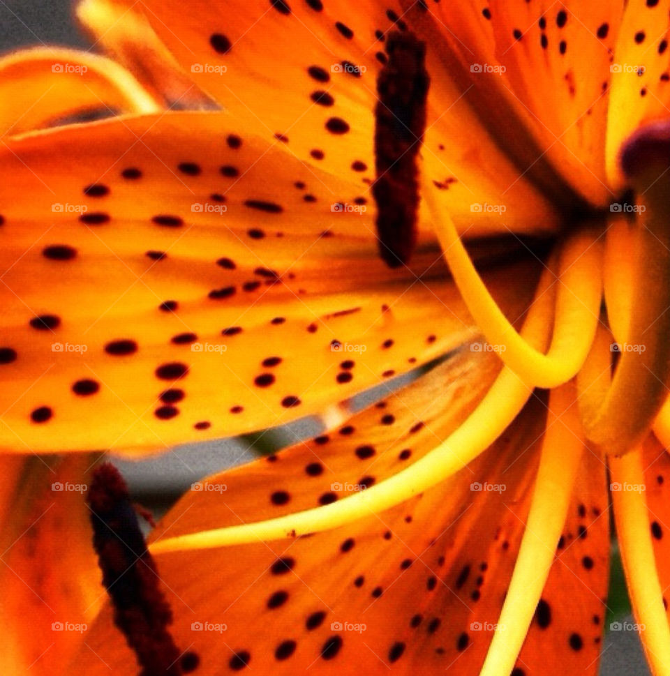 nature flower orange beautiful by jerseyjewels