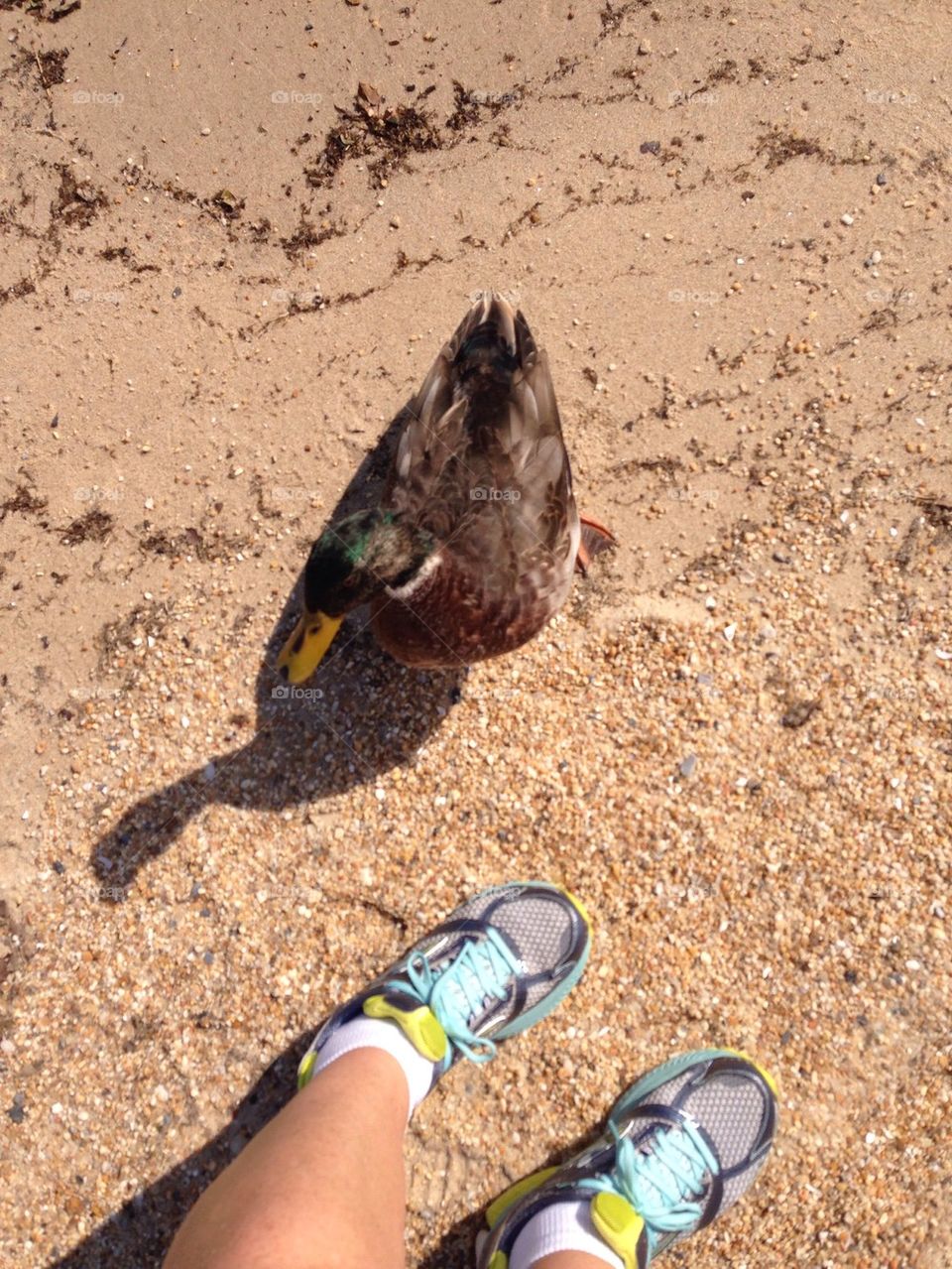 Duck at my feet