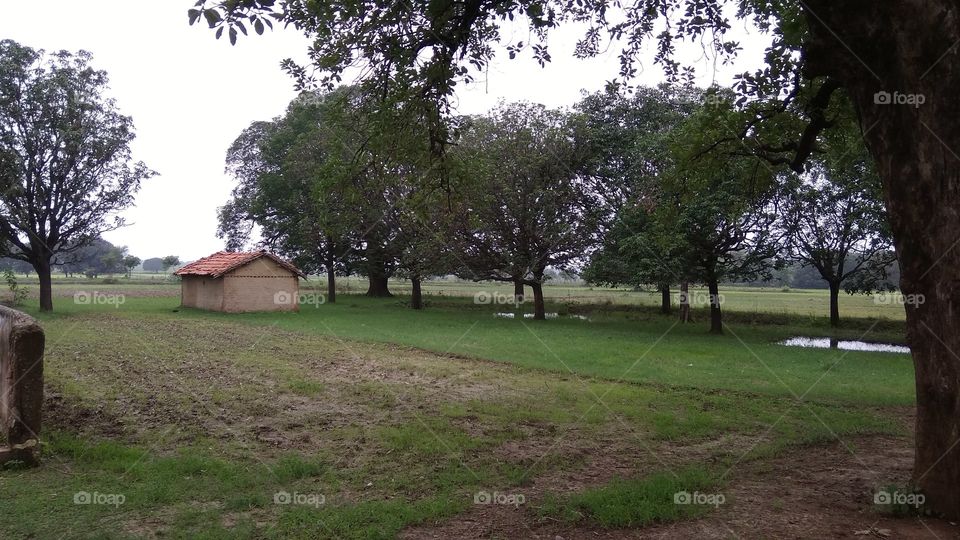 farm house surrounding mango trees