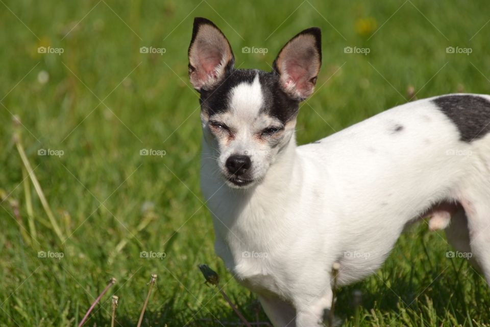 Cute boy in the yard
