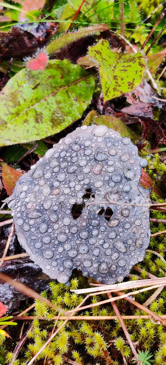 Fall leaf