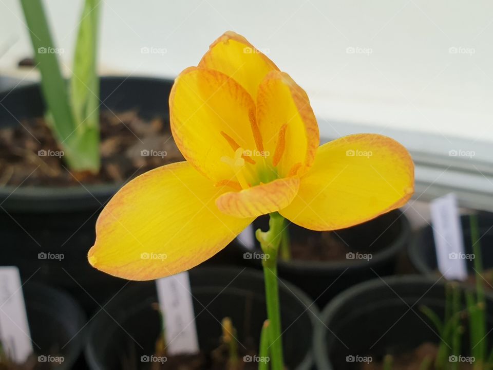 beautiful rain lilly